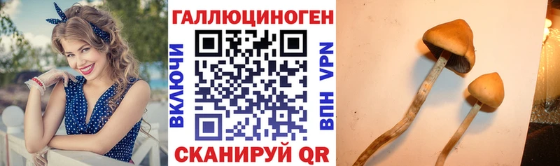 дарнет шоп  МЕГА как войти  Псилоцибиновые грибы прущие грибы  Ефремов 